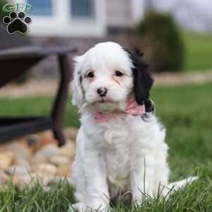 Molly, Cavapoo Puppy